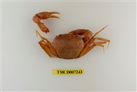 藏品(休氏聲蟹)的圖片